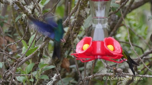 kolibřík modrokřídlý - ML201505761