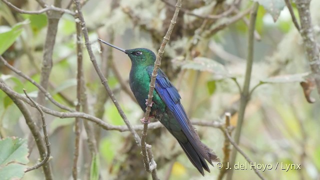 kolibřík modrokřídlý - ML201505771