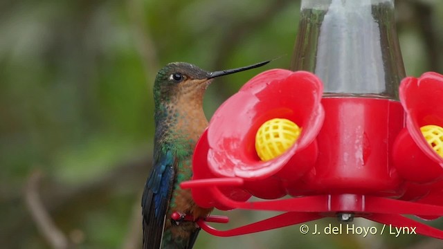 kolibřík modrokřídlý - ML201505781