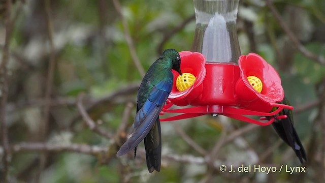 kolibřík modrokřídlý - ML201505791