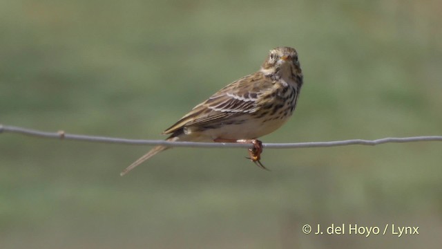 Meadow Pipit - ML201505801