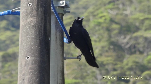 Large-billed Crow (Large-billed) - ML201506071