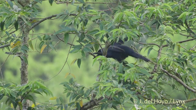 Large-billed Crow (Large-billed) - ML201506271