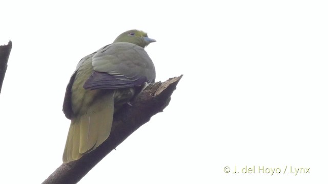 Whistling Green-Pigeon (Ryukyu) - ML201506281