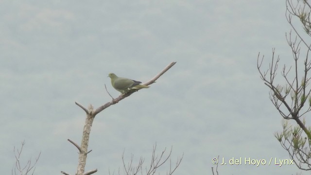 Whistling Green-Pigeon (Ryukyu) - ML201506291