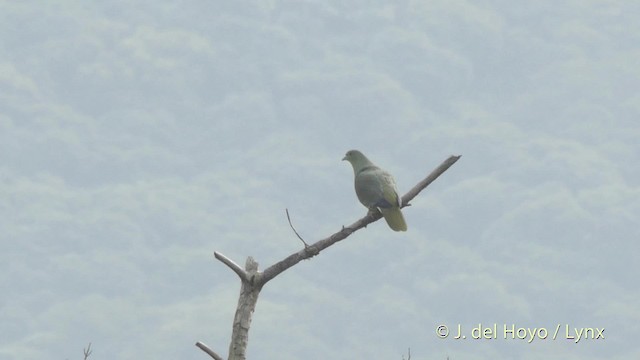 Whistling Green-Pigeon (Ryukyu) - ML201506301