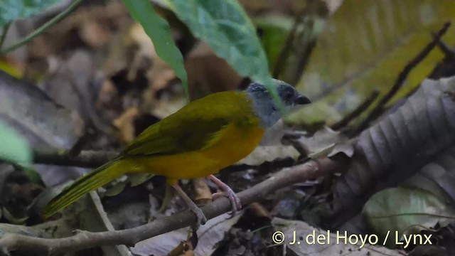 Gray-headed Tanager (Gray-crested) - ML201506331