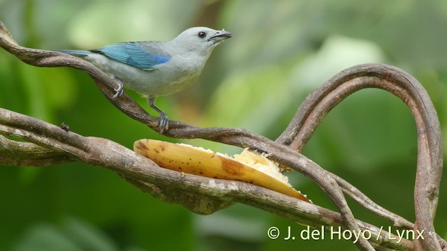 Blue-gray Tanager (Blue-gray) - ML201506461