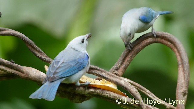 Blue-gray Tanager (Blue-gray) - ML201506471