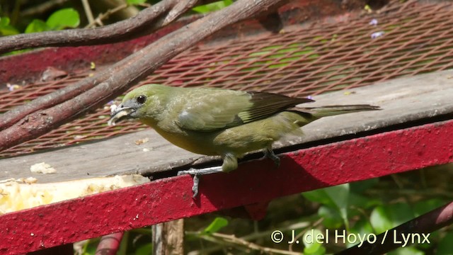 Palm Tanager - ML201506491