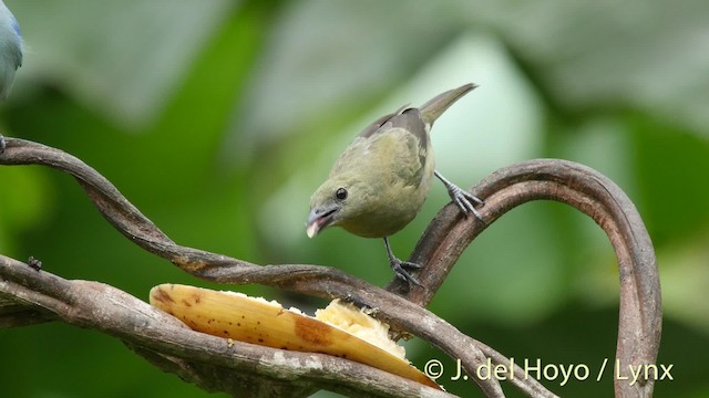 Palm Tanager - ML201506501