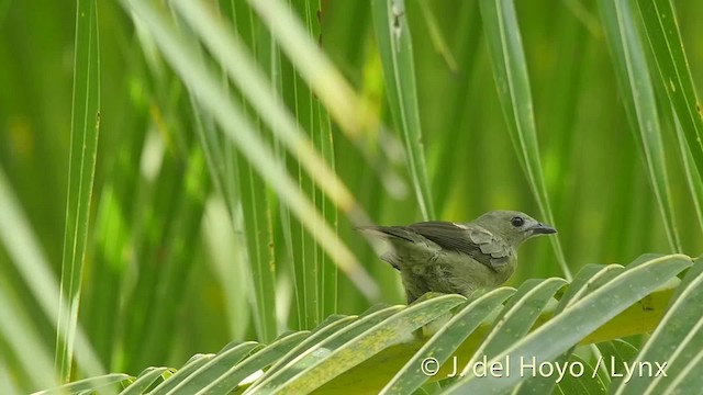 Palm Tanager - ML201506511