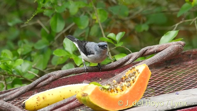 Plain-colored Tanager - ML201506551