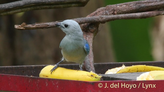Blue-gray Tanager (Blue-gray) - ML201506561
