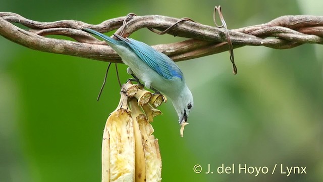 Blue-gray Tanager (Blue-gray) - ML201506571