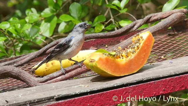 Plain-colored Tanager - ML201506591