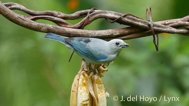 Blue-gray Tanager (Blue-gray) - ML201506601