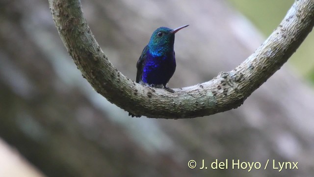 Violet-bellied Hummingbird - ML201506721