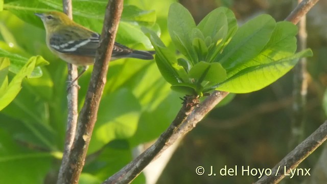 Bay-breasted Warbler - ML201506731