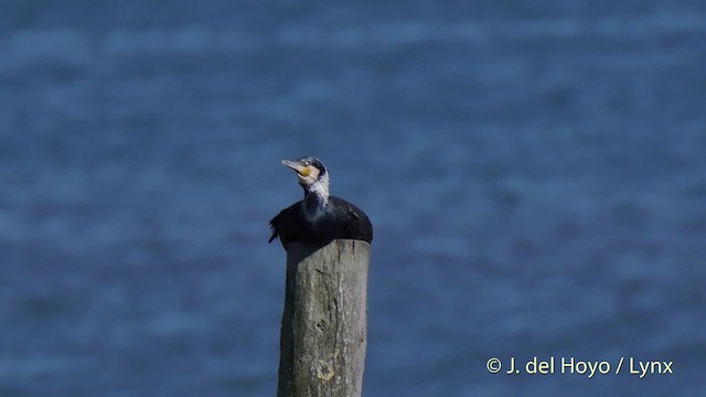 Great Cormorant (Eurasian) - ML201506751