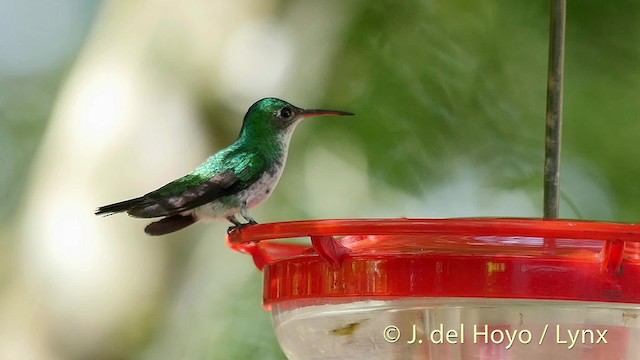 Violet-bellied Hummingbird - ML201506951