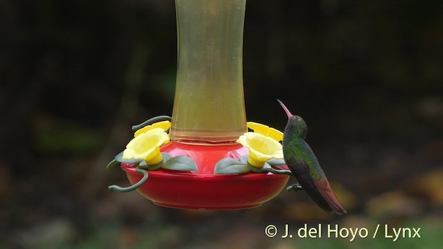 Rufous-tailed Hummingbird (Rufous-tailed) - ML201506991