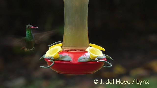 Kızıl Kuyruklu Kolibri [tzacatl grubu] - ML201507001