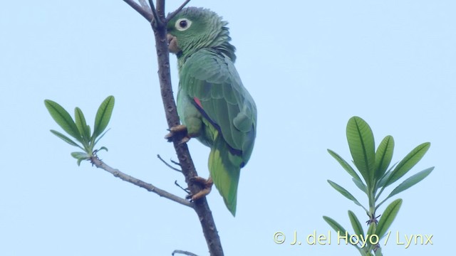Mealy Parrot (Southern) - ML201507011