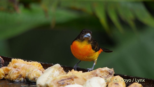 Flame-rumped Tanager (Flame-rumped) - ML201507081