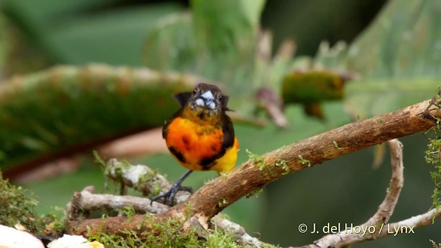 Flame-rumped Tanager (Flame-rumped) - ML201507091