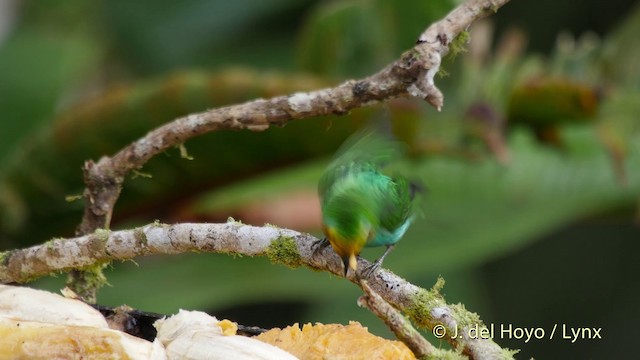 Multicolored Tanager - ML201507151