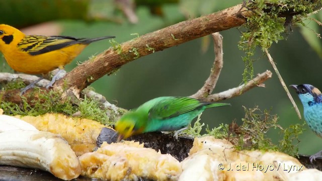 Multicolored Tanager - ML201507171