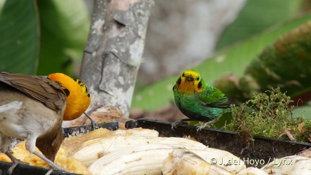 Multicolored Tanager - ML201507191