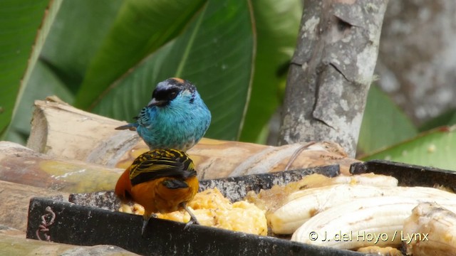 Golden-naped Tanager (Golden-naped) - ML201507311