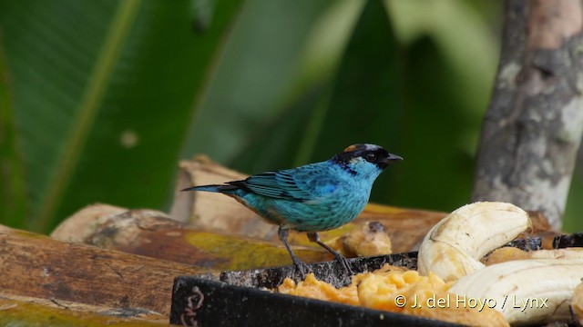Golden-naped Tanager (Golden-naped) - ML201507321