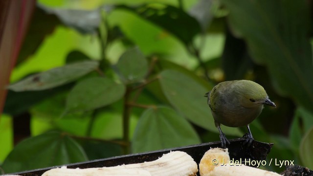 Palm Tanager - ML201507361