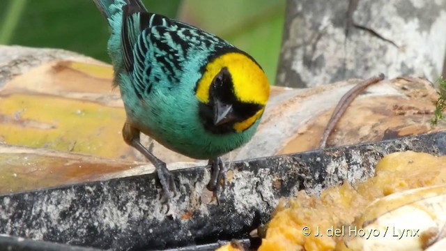 Saffron-crowned Tanager - ML201507391