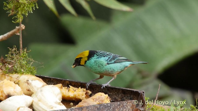 Saffron-crowned Tanager - ML201507401