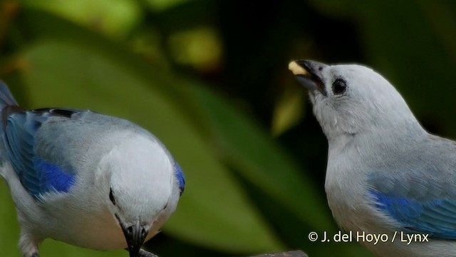 Blue-gray Tanager (Blue-gray) - ML201507411