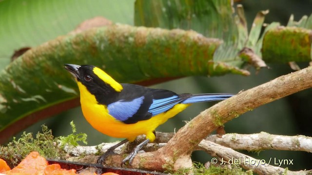 Blue-winged Mountain Tanager (Blue-winged) - ML201507421