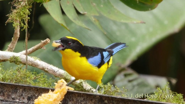 Blue-winged Mountain Tanager (Blue-winged) - ML201507431