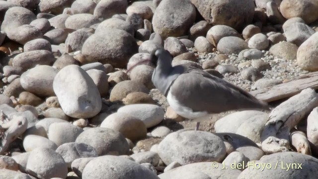 Bec-d'ibis tibétain - ML201507821