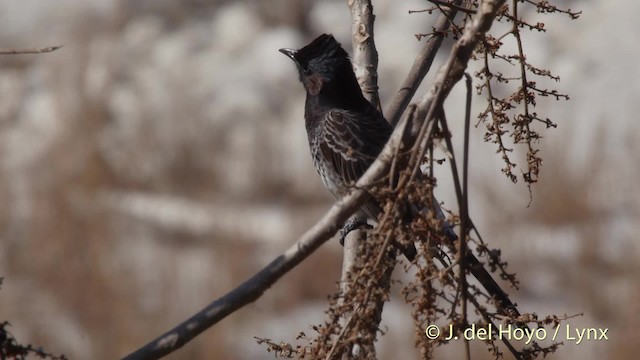 Red-vented Bulbul - ML201507851