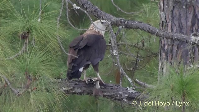  - Pallas's Fish-Eagle