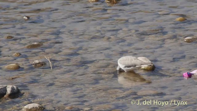 Bec-d'ibis tibétain - ML201507981