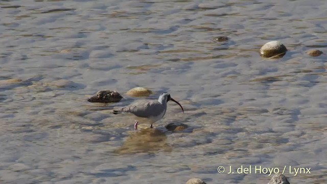 Bec-d'ibis tibétain - ML201507991