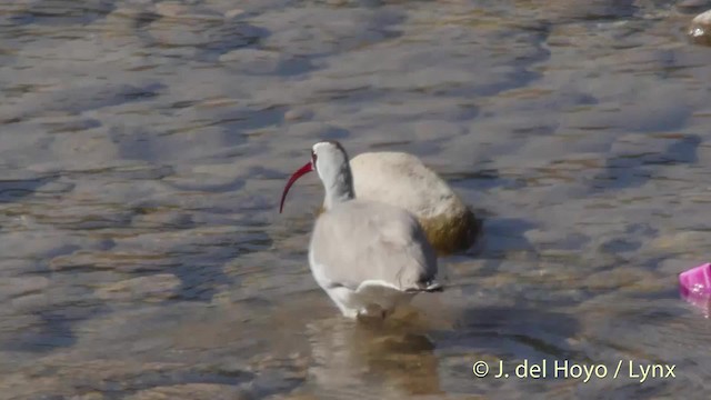 Bec-d'ibis tibétain - ML201508001