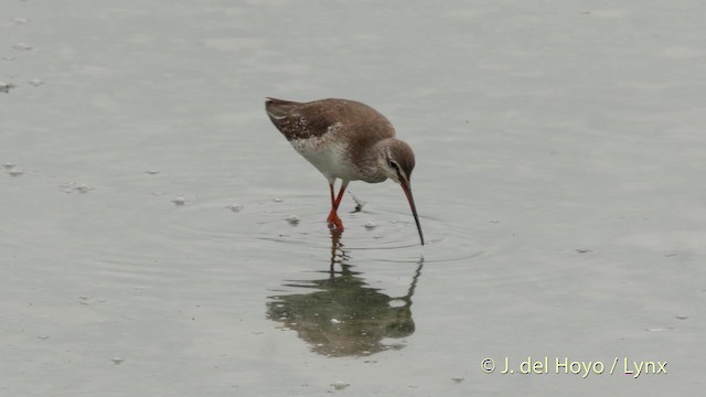 Spotted Redshank - ML201508191