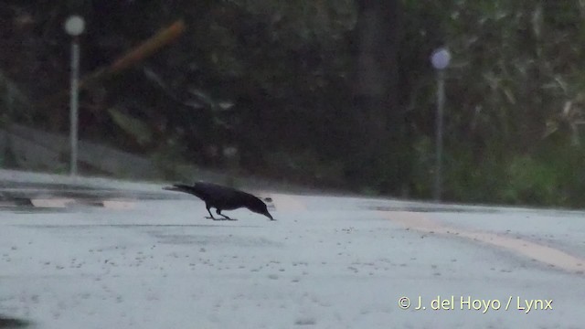 Large-billed Crow (Large-billed) - ML201508341