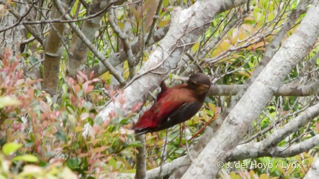 Okinawa Woodpecker - ML201508621